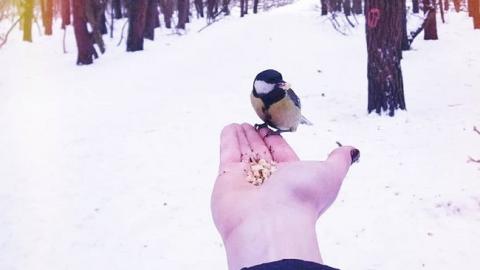 "И никаких спецэффектов не надо": снежная вьюга в Харькове покоряет соцсети