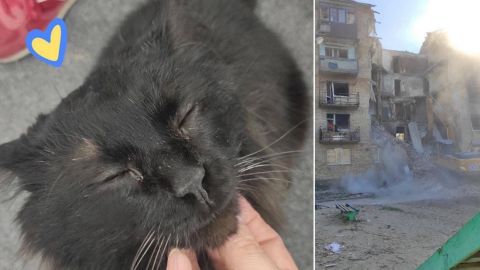 Біля Бучі з-під завалів будинку врятували кота рідкісної породи: Біггі вижив дивом (фото)