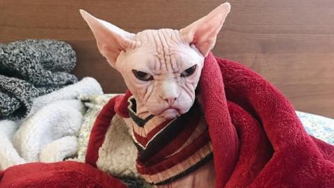 "Самий злий кіт у світі" став новою інтернет-зіркою (фото)