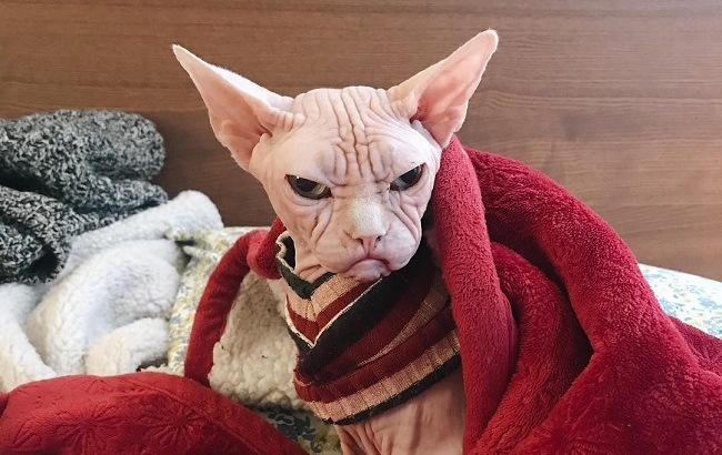 "Самый злой кот в мире" стал новой интернет-звездой (фото)