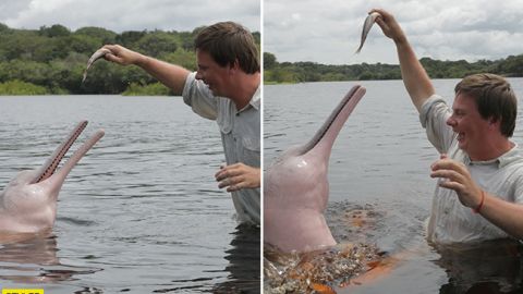 Дмитрий Комаров показал редкостных розовых дельфинов: настоящее чудо природы