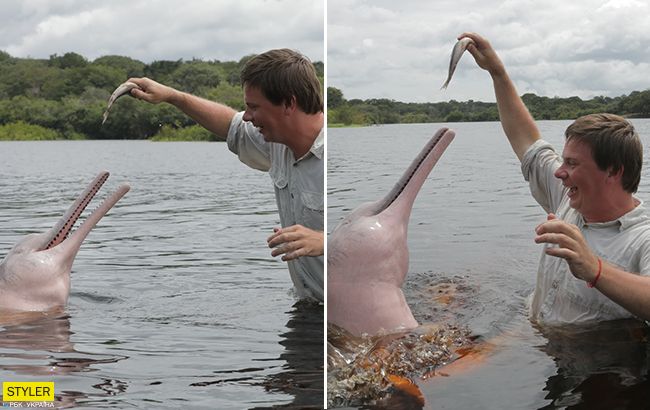 Дмитро Комаров показав рідкісних рожевих дельфінів: справжнє диво природи
