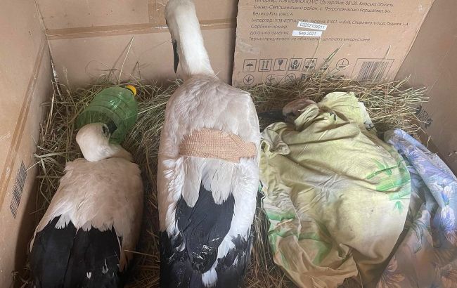 Харьковчане борются за жизнь птенцов аистов, которые сильно травмировались из-за непогоды