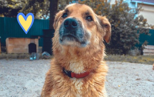 Под Киевом спасли доверчивого пса Лиса, которого оккупанты искалечили и заминировали