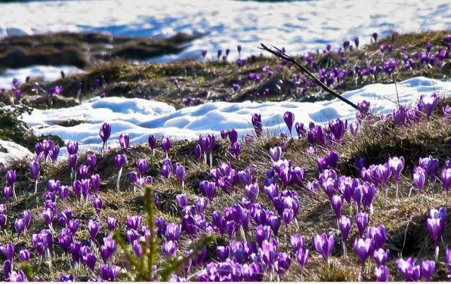 Весна близко: на Закарпатье зацвели крокусы (яркие фото)