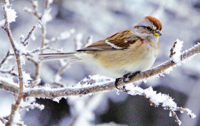 Синоптики попереджають про ожеледицю на дорогах України 22 березня