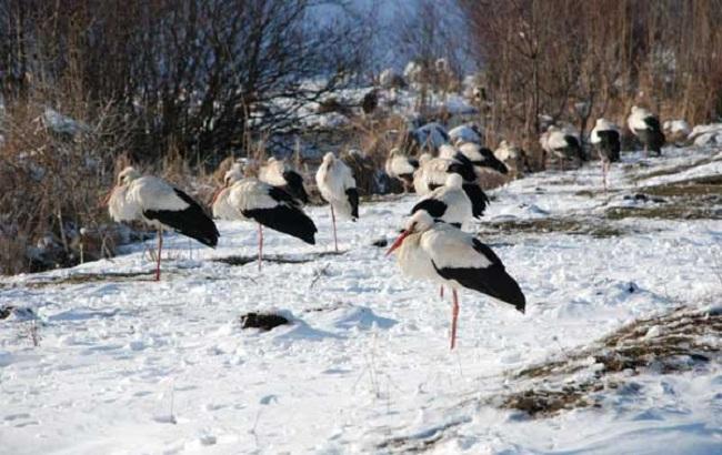 "Самый страшный враг птиц - голод": советы, как спасти жизнь замерзающим аистам