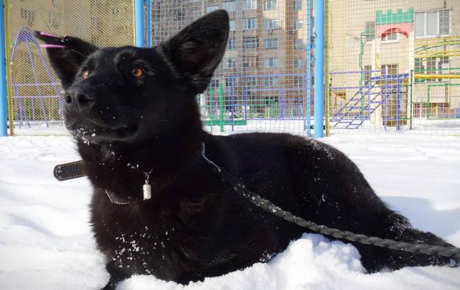 "Бесстрашно бросилась спасать": сеть растрогала история про храбрую собаку в Киеве
