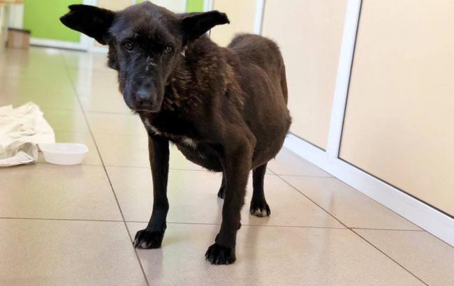 "Порваны уши, много шрамов": киевлян просят помочь собаке с онкологией