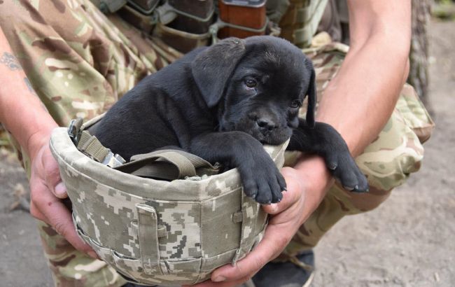 Лапка турботи. Українці можуть за 10 гривень допомогти тваринкам, які постраждали від війни