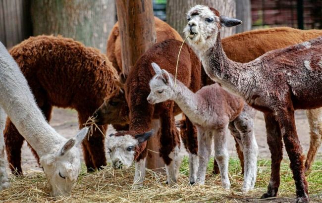 В Киевском зоопарке пополнение альпак: мимишные фото семейства