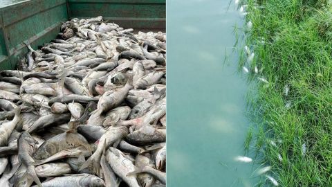 Під Києвом на великому озері масово гине риба: екологи з'ясовують причини (фото)