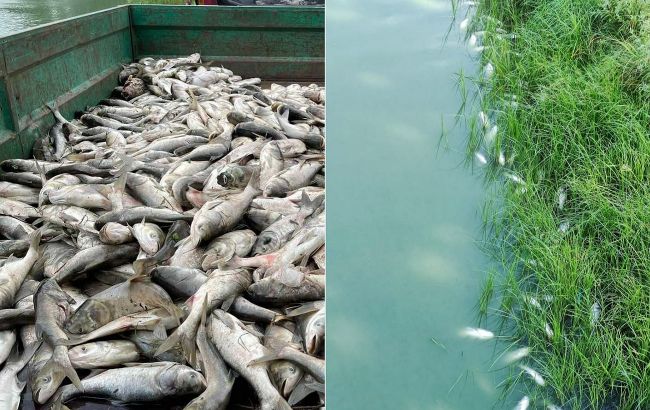 Под Киевом на крупном озере массово гибнет рыба: экологи выясняют причины (фото)