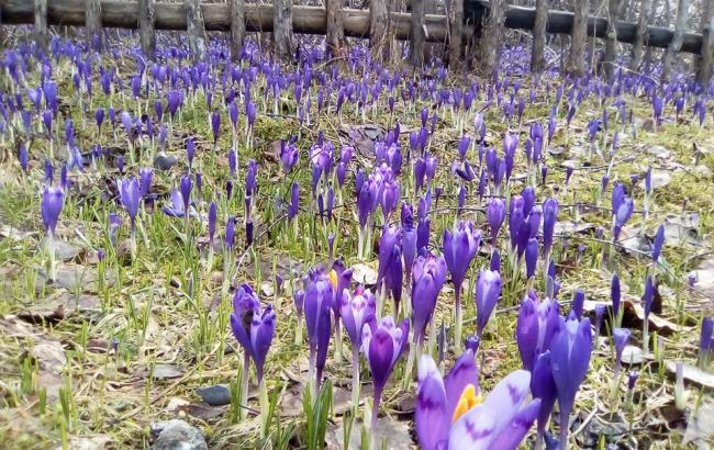 "Зашафранило": на Закарпатті щосили розквітли крокуси (фото)