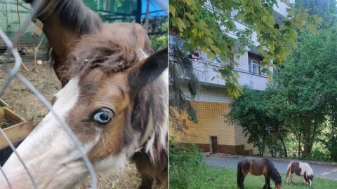 Військовий ЗСУ врятував двох поні: Капа і Маленька люблять мюслі і радують захисників (фото)