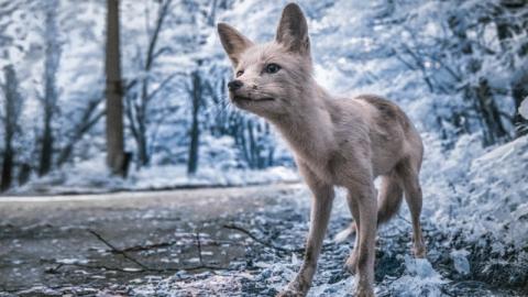 "Рай на планете": опубликованы необычные фото зимнего Чернобыля