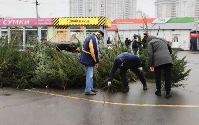 Где купить живую елку на Новый год: адреса во всех районах Киева
