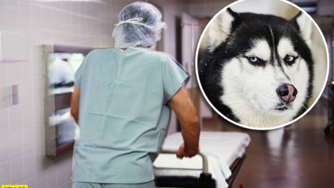 Пес так радів господареві, що зламав чоловіку шию: хаскі шкодує