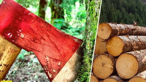 Ужасные последствия вырубки лесов: кто ответит за уничтожение природы