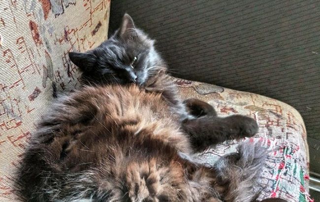 У запорізьких маршрутках подорожує кіт: їздить сам по собі