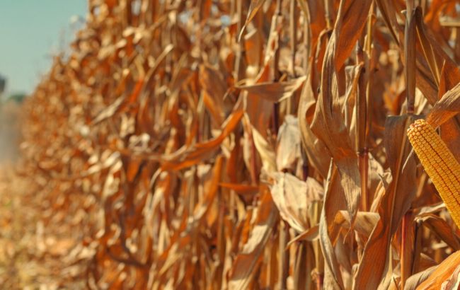 Мінагрополітики очікує рекордний врожай кукурудзи в Україні
