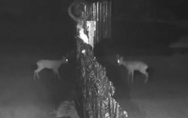 Відео бійки української та білоруської козулі на кордоні потішило інтернет