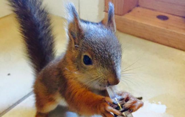 В Финляндии бельчонок сам обратился за помощью к ветеринару