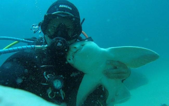 В Австралии дайвер 7 лет дружит с акулой