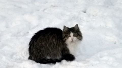 Как помочь бездомным животным в мороз: это может сделать каждый