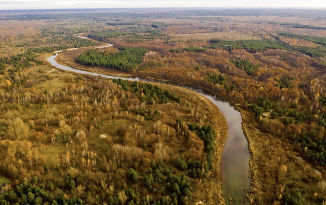 Редкая птица попала в объектив фотоловушки в Чернобыльском заповеднике: уникальный кадр