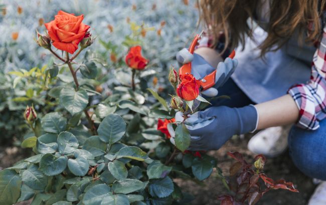 Как вырастить прекрасные розы? Закопайте рядом с ними один предмет