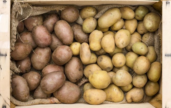 Як правильно зберігати картоплю на балконі: не зіпсується до самої весни