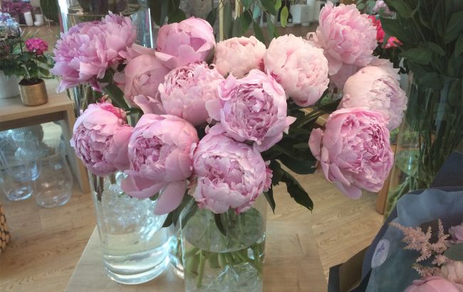 Квітковий ажіотаж: скільки коштують півонії в Києві на старті сезону