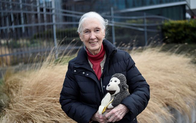 Померла Джейн Гудолл - вчена, яка змінила уявлення світу про шимпанзе