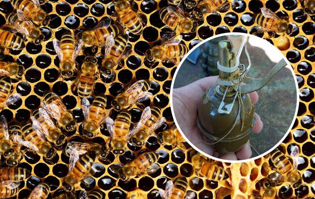 Под Киевом пчелы сами "разминировали" улей, заминированный россиянами (фото)