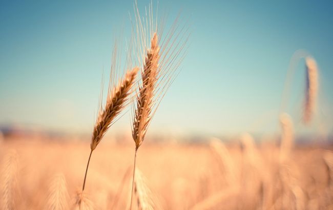 Сильна спека зменшить урожай пшениці в Індії вдвічі, посиливши світовий дефіцит, - Bloomberg