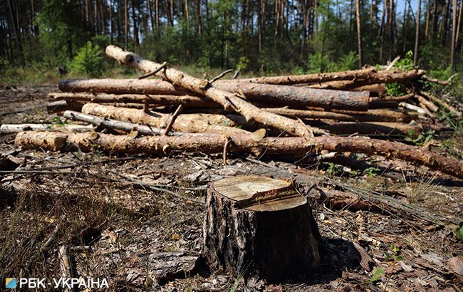Рада запретила вырубку леса на склонах Карпат