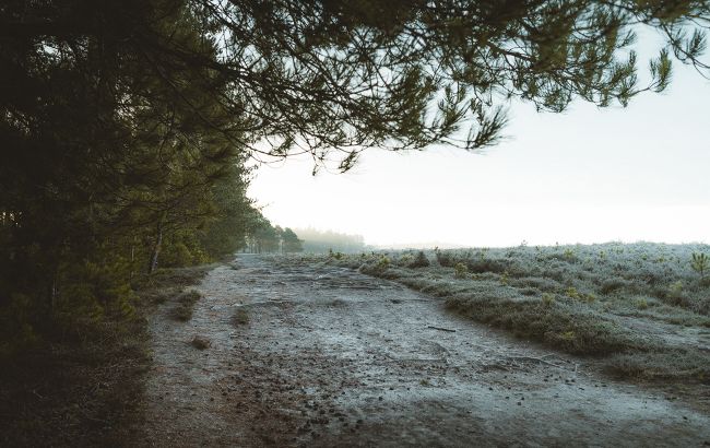 Жителей Киевской области предупредили о ночных заморозках: когда ждать