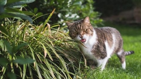 Найкращі способи відвадити котів ходити у туалет на садибній ділянці