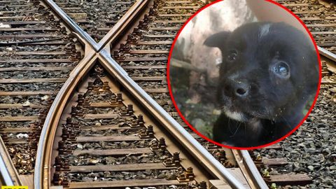 Жестокость не знает границ: в Днепре щенка привязали веревкой к железнодорожным путям