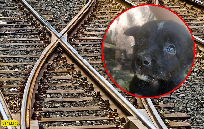 Жестокость не знает границ: в Днепре щенка привязали веревкой к железнодорожным путям