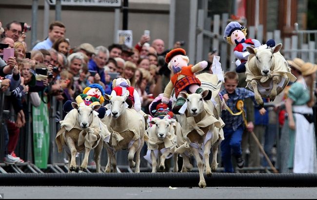 В Шотландии прошли овечьи бега