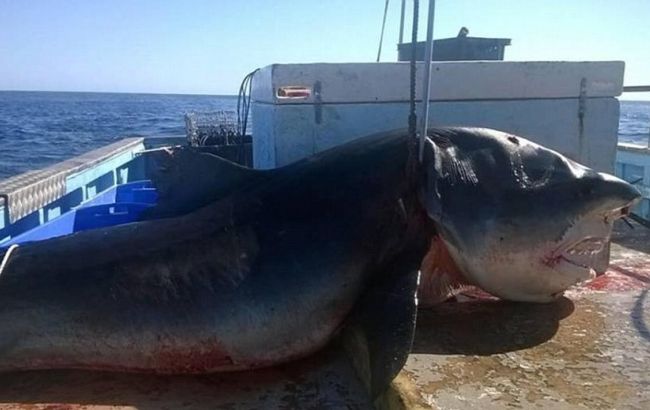 В Австралии поймали акулу-гиганта