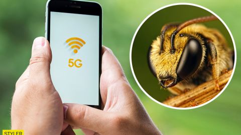 Внедрение новых технологий: в Одесской епархии УПЦ МП нашли причину массовой гибели пчел