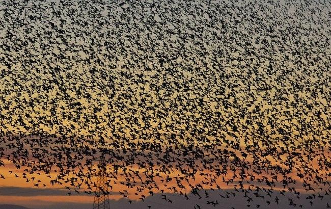Тысячи скворцов образовали "облако" над Англией