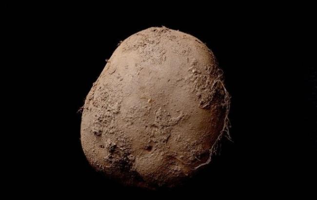 Снимок картофелины купили за миллион долларов