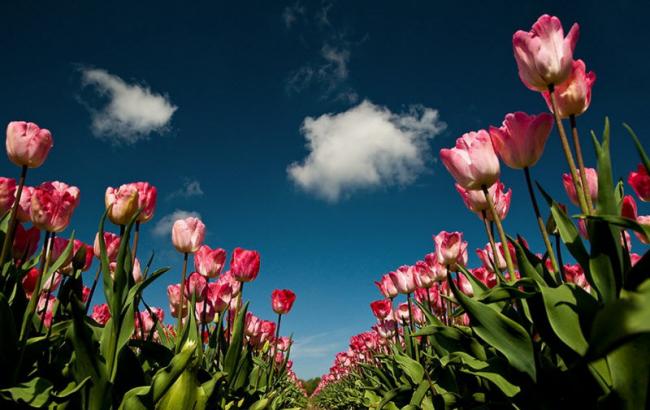 Виставка тюльпанів у Києві: перші відгуки, фото, відео