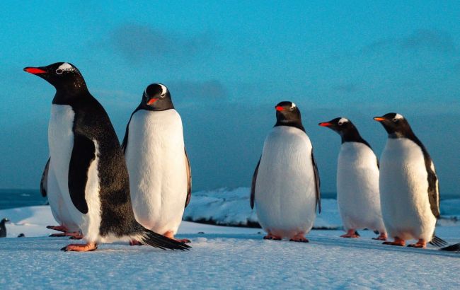 На остров Галиндез вернулись пингвины: украинские полярники показали потрясающие фото