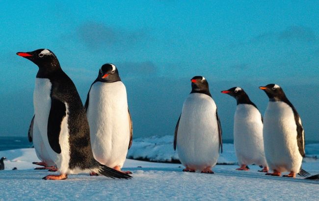 Українські полярники показали відео, як пінгвін захищає гніздо та дає прочухана нахабному сусіду