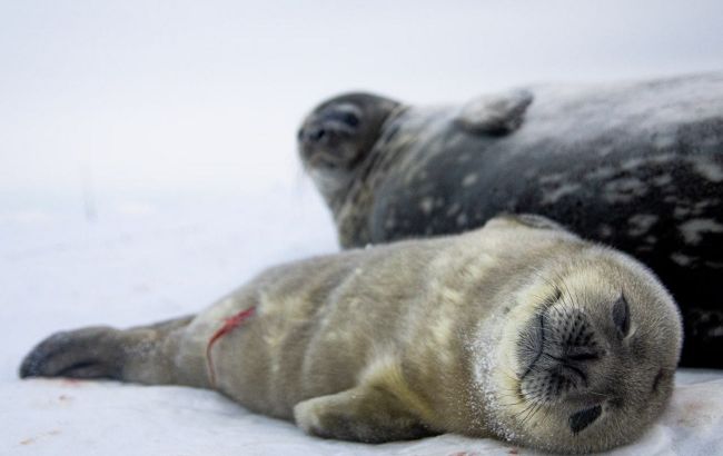 Українські полярники показали перших новонароджених тюленят: мімішність зашкалює (фото)